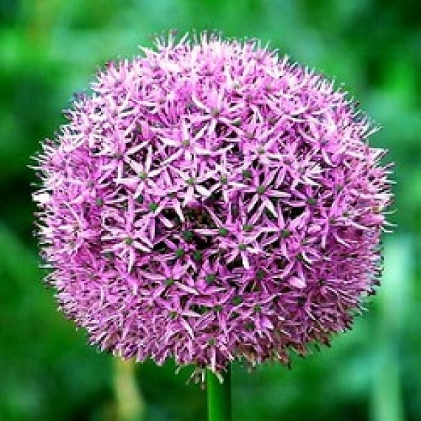 Allium Bulbs (Purple, 3 Bulb)